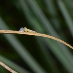 Gosenica barjanskega okarčka, foto Fanja Čelik