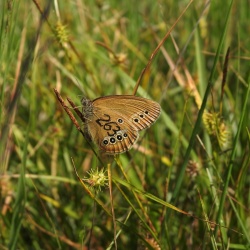 Barjanski okarček, foto Ana Tratnik