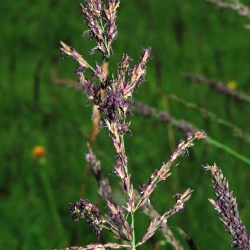 Modra stožka, foto Branko Vreš